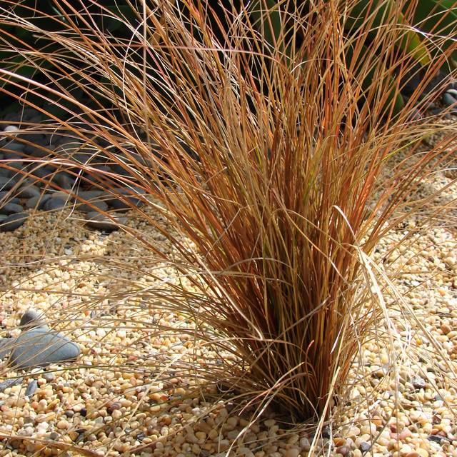 Carex comans 'Bronco' (Forest and Kim Starr / wikimedia.org)