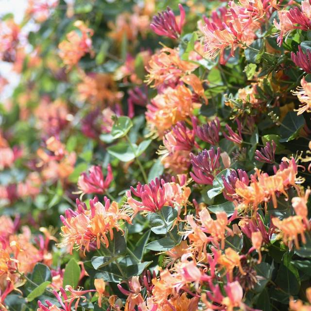 Chèvrefeuille Goldflame - Lonicera x heckrottii 'Goldflame' (tamu / Adobe Stock)