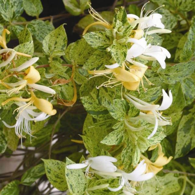 Chèvrefeuille du Japon panaché Mint Crisp® - Lonicera japonica Mint Crisp® (Globe Planter)