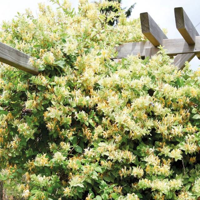 Chèvrefeuille du Japon panaché Mint Crisp® - Lonicera japonica Mint Crisp® (Globe Planter)