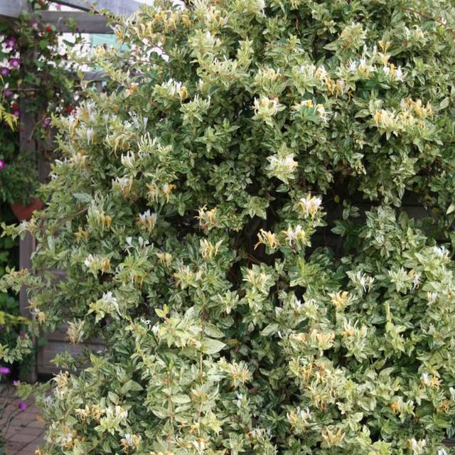 Chèvrefeuille du Japon panaché Mint Crisp® - Lonicera japonica Mint Crisp® (Globe Planter)