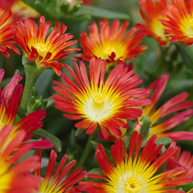 Delosperma 'Wowday2' FIRE WONDER WHEELS OF WONDER™ (Globe Planter)