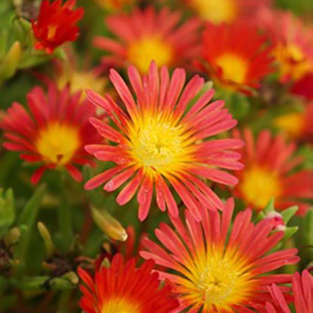 Delosperma 'Wowday2' FIRE WONDER WHEELS OF WONDER™ (Globe Planter)