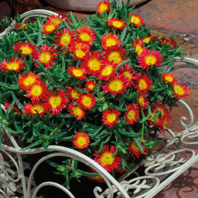 Delosperma 'Wowday2' FIRE WONDER WHEELS OF WONDER™ (Gloe Planter)