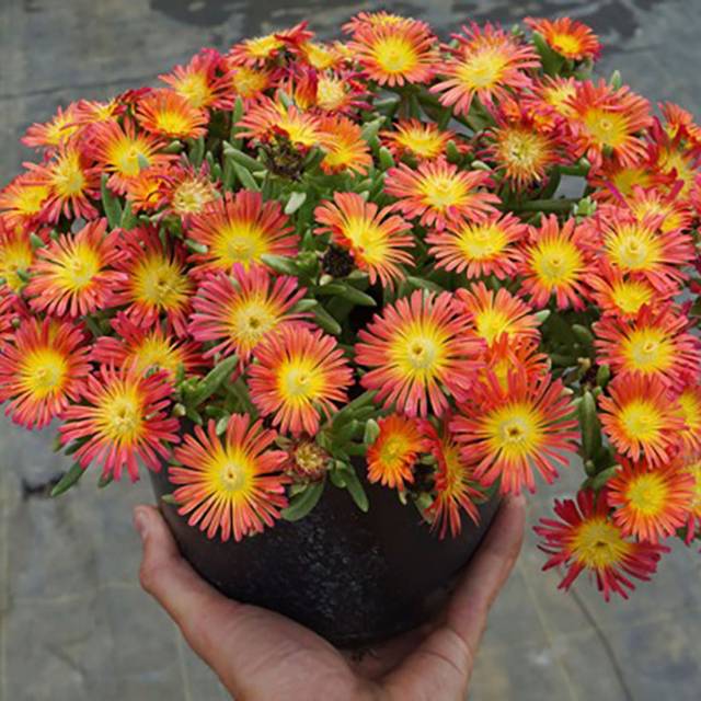 Delosperma 'Wowday2' FIRE WONDER WHEELS OF WONDER™ (Globe Planter)