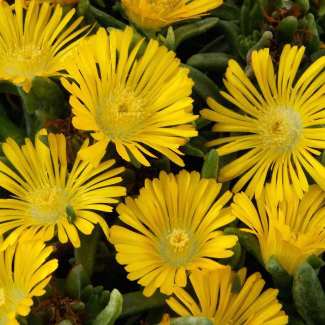 Delosperma 'Wow20111' GOLDEN WONDER WHEELS OF WONDER™ (Globe Planter)