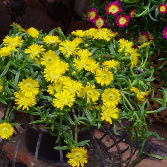 Delosperma 'Wow20111' GOLDEN WONDER WHEELS OF WONDER™ (Globe Planter)