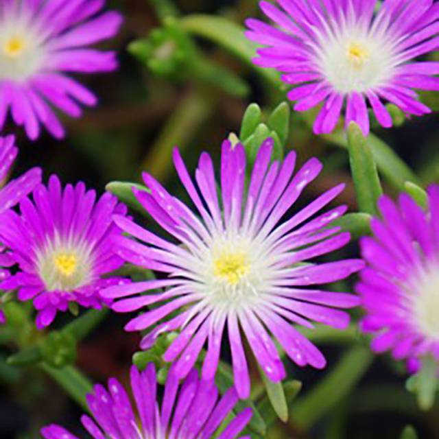 Delosperma 'Wowdrw5' VIOLET WONDER WHEELS OF WONDER™ (Globe Planter)