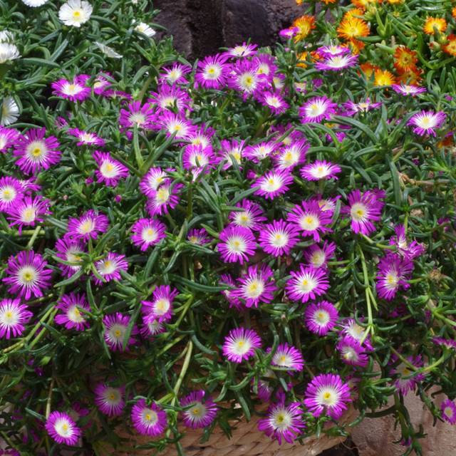 Delosperma 'Wowdrw5' VIOLET WONDER WHEELS OF WONDER™ (Globe Planter)