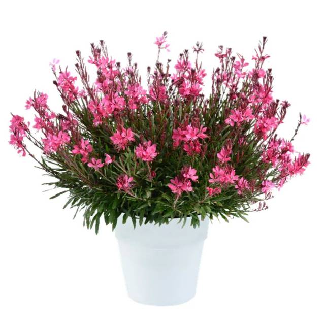 Gaura lindheimeri STEFFI DARK ROSE (Danziger)