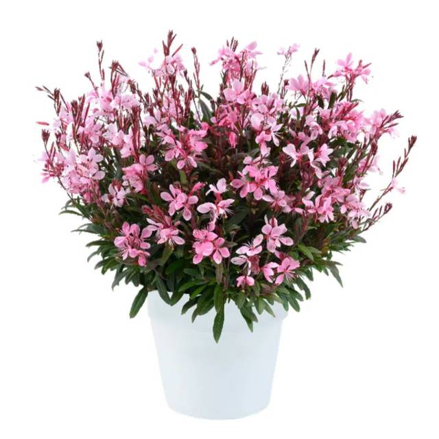 Gaura lindheimeri STEFFI BLUSH PINK (Danziger)