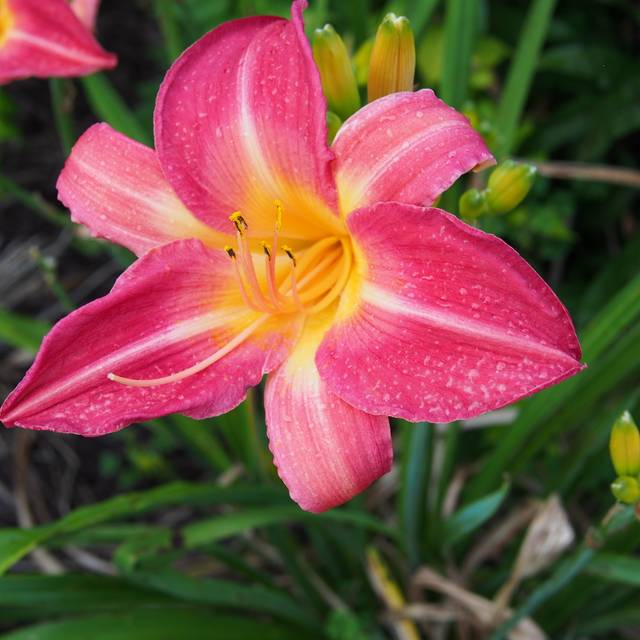 Hemerocallis 'Cherry Cheeks' (F. D. Richards / flickr.com)
