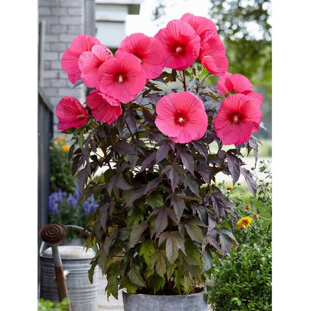 Hibiscus moscheutos Pink Passion (Globe Planter)
