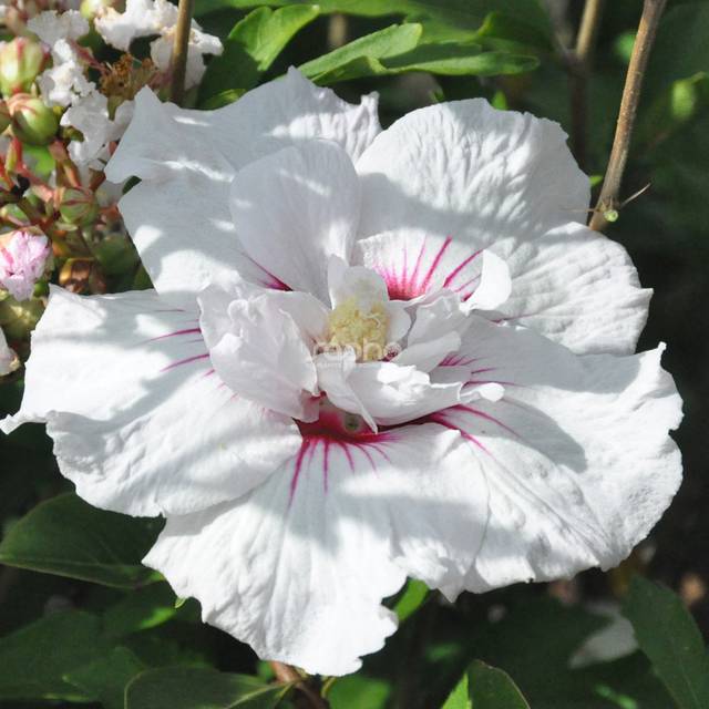 Hibiscus syriacus CHINA CHIFFON 'Bricutts' (Sapho)