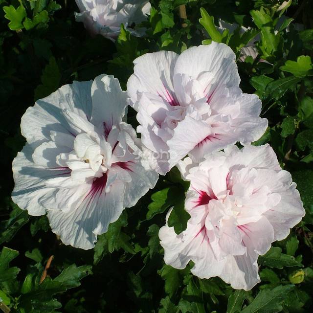 Hibiscus syriacus CHINA CHIFFON 'Bricutts' (Sapho)