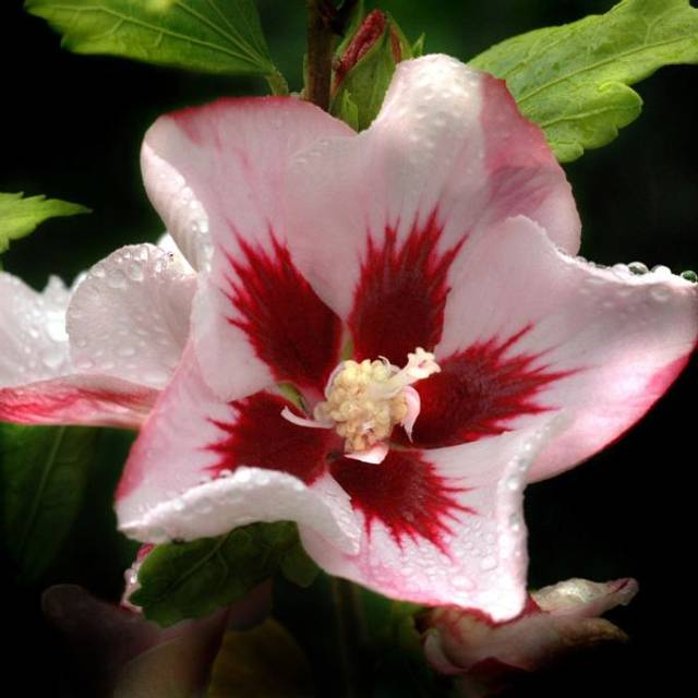 Hibiscus syriacus Hamabo (DAVID / wikimedia.org)