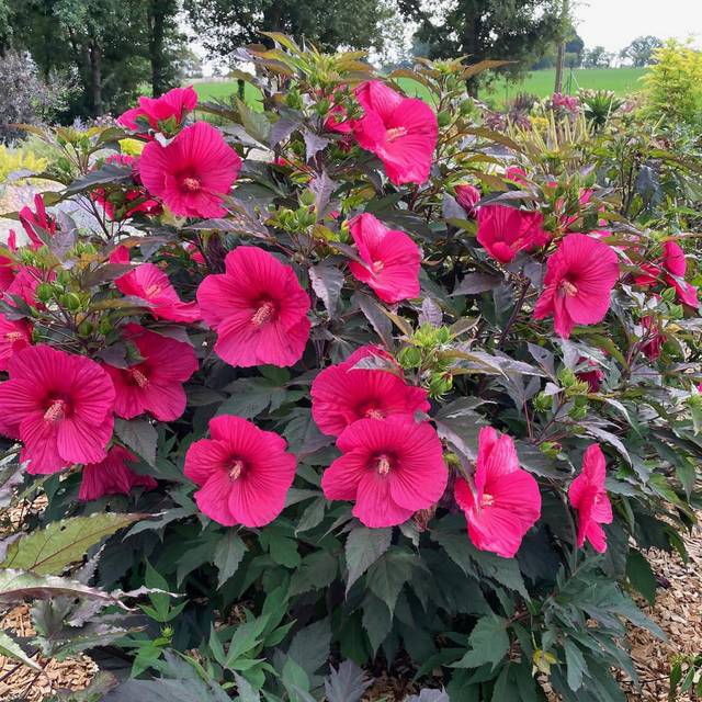 Hibiscus moscheutos Pink Passion (Globe Planter)