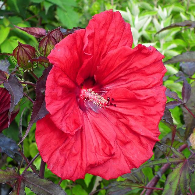 Hibiscus moscheutos Red Wine (Globe Planter)