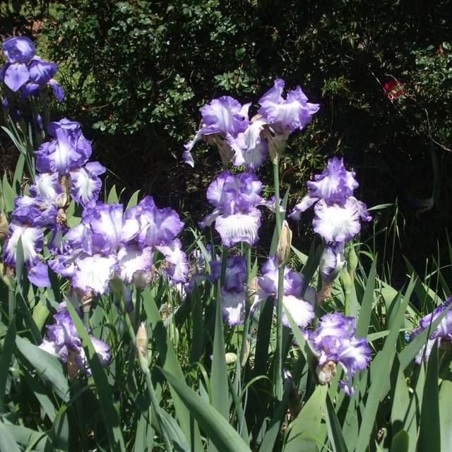 Iris des jardins 'Autumn Circus' (Vivian Evans / flickr.com)