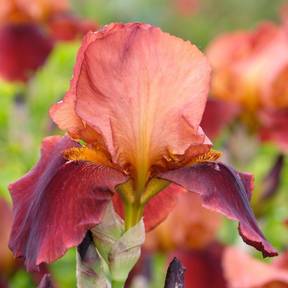 Iris des Jardins 'Natchez Trace'