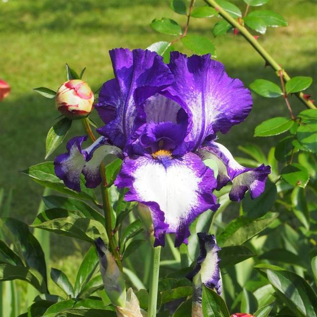 Iris 'Stepping Out' (Agnieszka Kwiecie?, Nova / wikimedia.org)