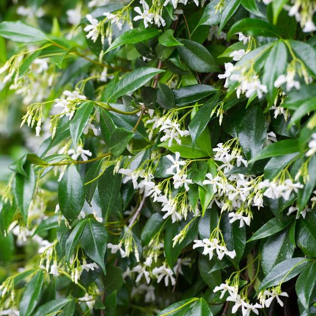 Jasmin étoilé (Trachelospermum jasminoides) (darkfreya / Adobe Stock)