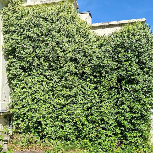 Jasmin étoilé (Trachelospermum jasminoides) (Marie-Elise LIENNARD)