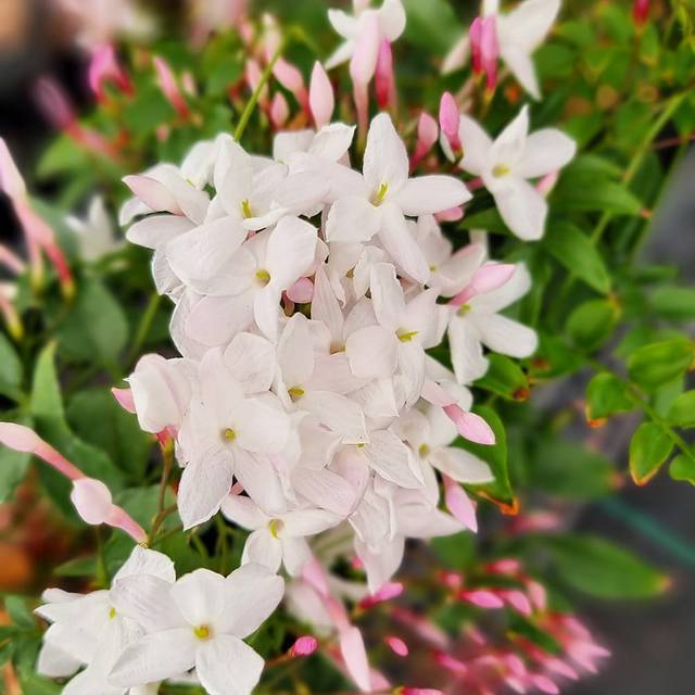 Jasmin Starry® Night 'Mormin1201' (Sapho)