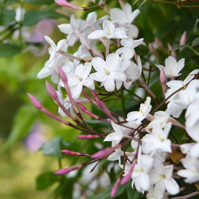 Jasmin Starry® Night 'Mormin1201' (Sapho)
