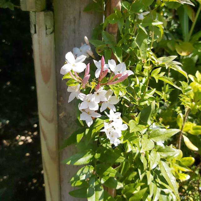 Jasmin Starry® Night 'Mormin1201' (Sapho)