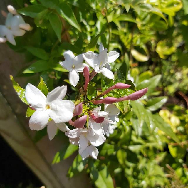 Jasmin Starry® Night 'Mormin1201' (Sapho)