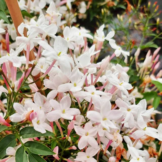 Jasmin Starry® Night 'Mormin1201' (Sapho)