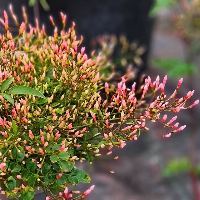 Jasmin Starry® Night 'Mormin1201' (Sapho)