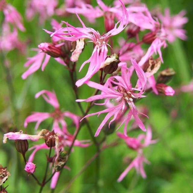 Lychnis flos-cuculi ou Silene flos-cuculi (Agnieszka Kwiecie?, Nova / wikimedia.org)