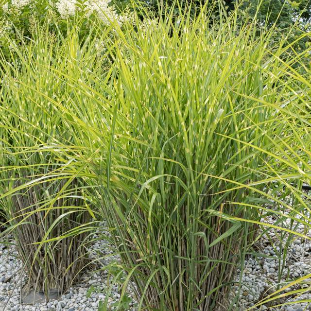 Miscanthus sinensis 'Zebrinus' (hcast / Adobe Stock)