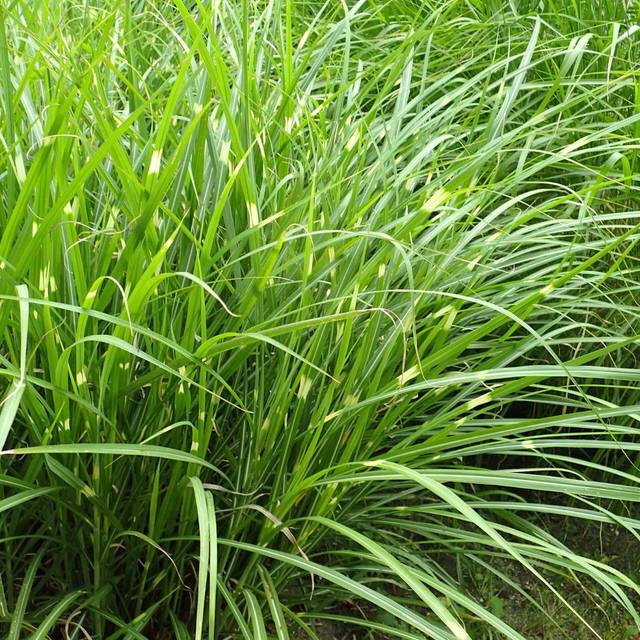 Miscanthus sinensis 'Zebrinus' (Krzysztof Ziarnek, Kenraiz / wikimedia.org)