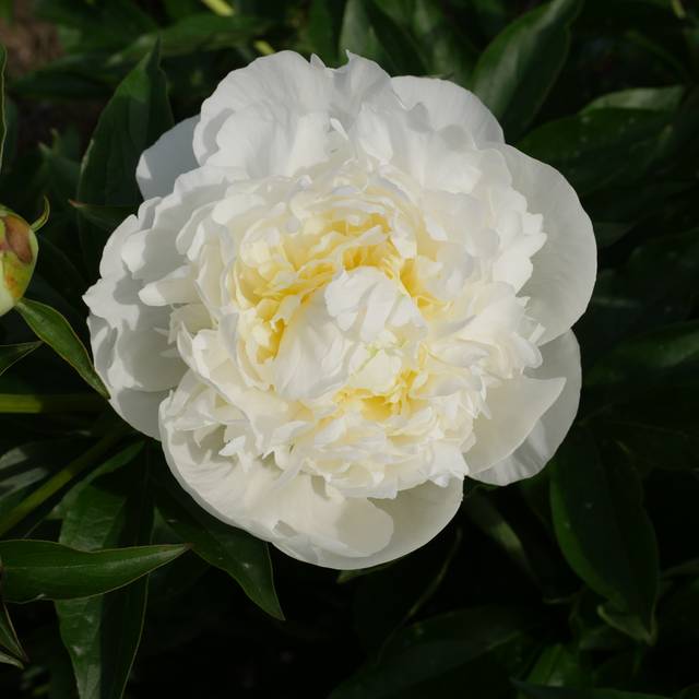 Pivoine Duchesse de Nemours (F. D. Richards / flickr.com)