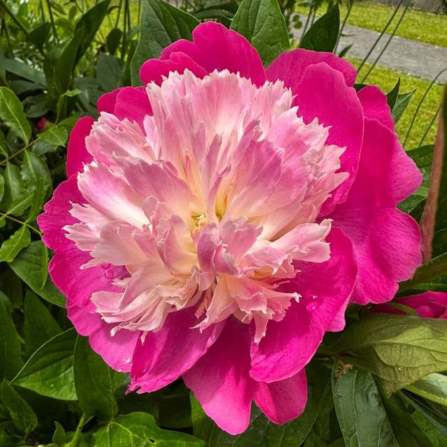 Paeonia 'Gay Paree' - Pivoine (Michael Wolf / wikimedia.org)