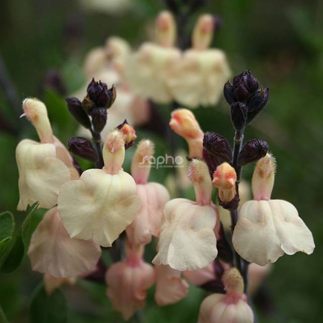 Salvia x jamensis 'Melen' (Sapho)