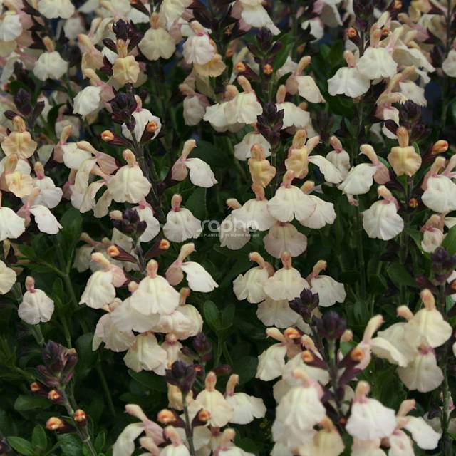 Salvia x jamensis 'Melen' (Sapho)