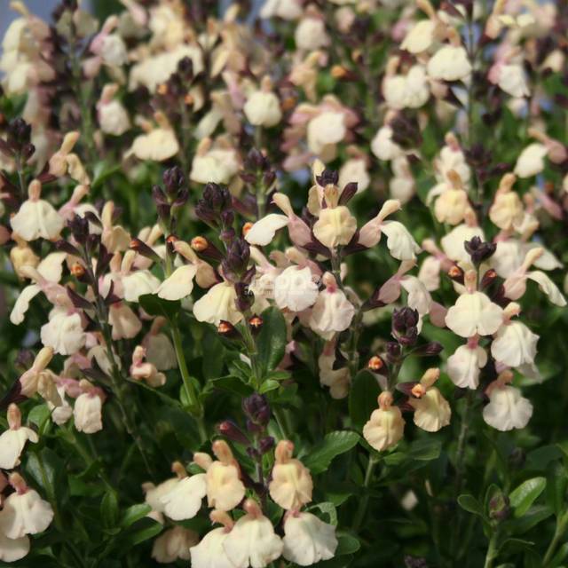 Salvia x jamensis 'Melen' (Sapho)