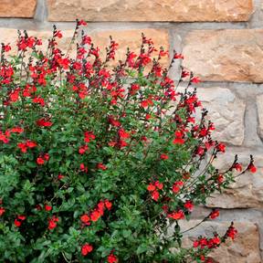 Sauge SALVINIO® à fleurs rouges