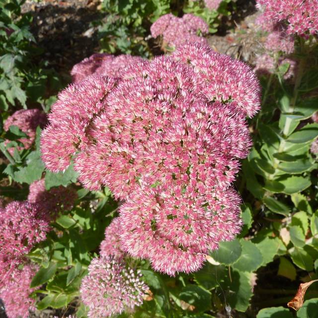 Sedum 'Herbstfreude' - Orpin Autumn Joy (Magnus Manske / wikimedia.org)