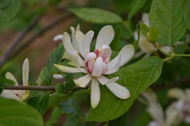 Calycanthus x raulstonii 'Venus' - gros plan sur une fleur