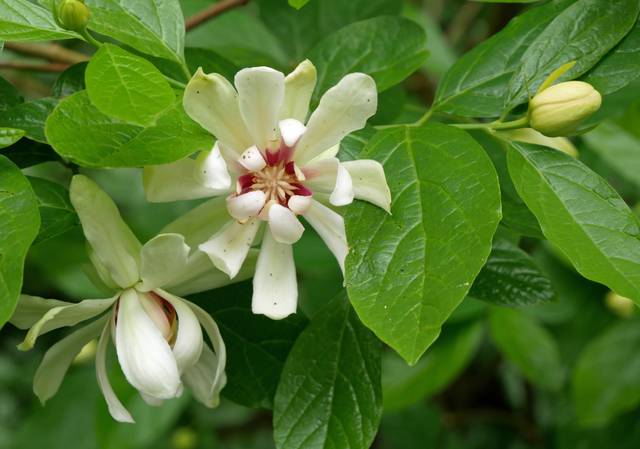 Calycanthus 'Venus' : fleur et feuillage