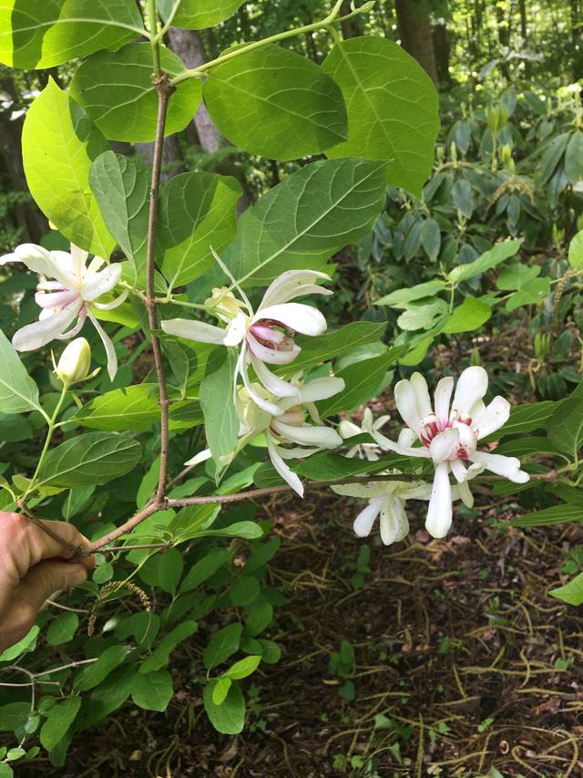 Calycanthus 'Venus' (rameau)