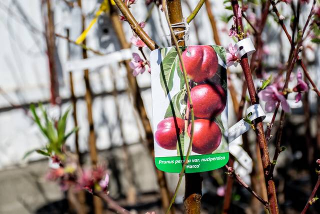 Jeune nectarinier étiquetté en jardinerie au printemps