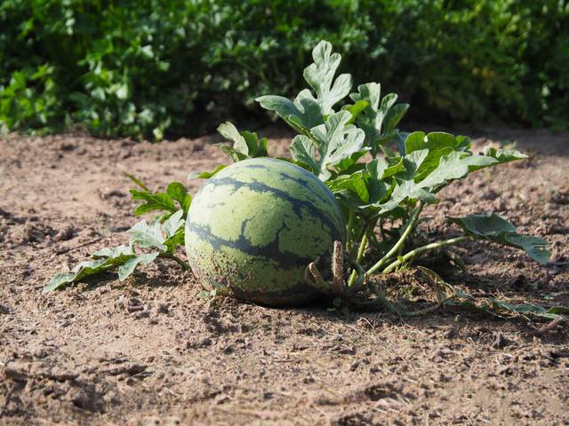 Pied de pastèque au potager