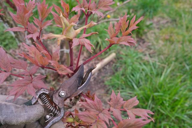 Taille du bois mort sur une pivoine arbustive
