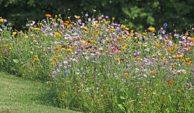Prairie fleurie, avec bordure parfaitement tondue